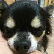 ちー