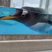 Haru.の画像