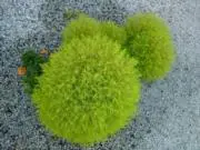 チバリョーの画像