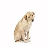 きゃんの画像