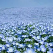 ＡＭＯＡＭＯ