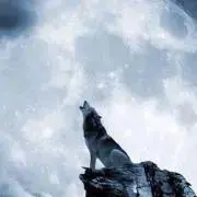 wolfの画像