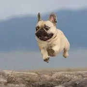 ブルドッグ