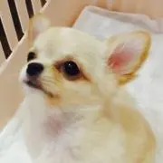 モナの画像