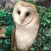 めんふくろうの画像