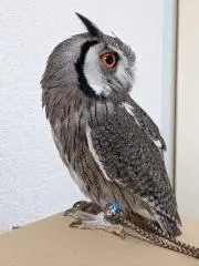 いち