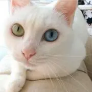 にこ。