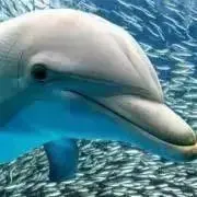 dolphinsの画像