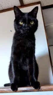 黒猫