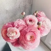 kotoの画像