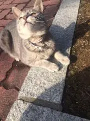 sanaの画像