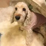 シャーロット