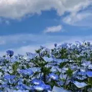 KUの画像