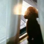 すみれの画像