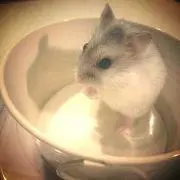 yochi