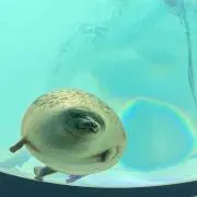 さぽみん