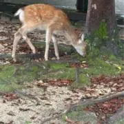 ベゴの画像