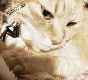 とらねこ.co