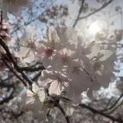 craneの画像