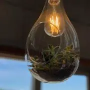 あにょの画像