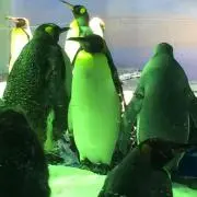 イノウエの画像