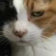 紫苑の画像