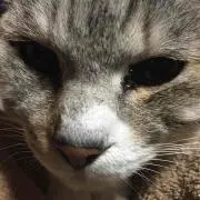 どらねこたろう