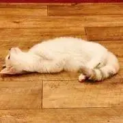 わっぴの画像