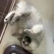 やっすの画像