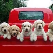 Puppies