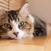 にゃんまげの画像