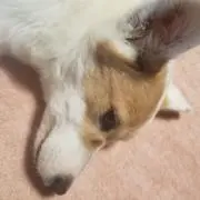 大福の画像