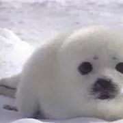げばたん