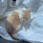 ミウの画像