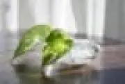 ぴーすの画像