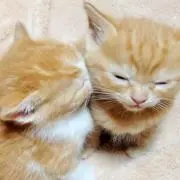 Ry