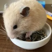 和子の画像