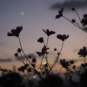 やまほの画像