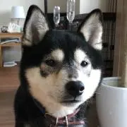 モンチの画像