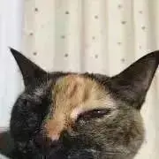 さくらまんじゅうの画像