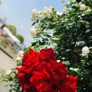 na.の画像