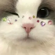 しあんの画像