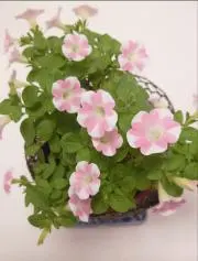 純の画像