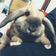 うさ姫