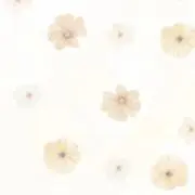 ふみの画像