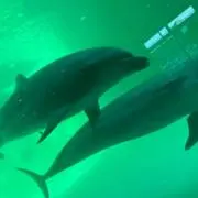ルカの画像