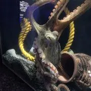 柊 ショート