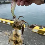 かず吉の画像