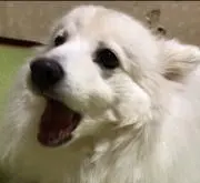 たくあん