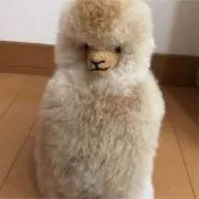 サイモン【次回1日までに発送】の画像